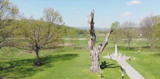 MISTERIJA I PROKLETSTVO STAROG HRASTA U TAKOVU: Drvo zapis „predvidelo“ nesreće Obrenovića i propast Miloševića!