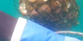 AJKULA JE GUTALA ŽIVOG RONIOCA: Uzvratio joj je UDARAC i onda je počela VELIKA BORBA ZA ŽIVOT (UZNEMIRUJUĆE)