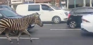 ZEBRA NAPRAVILA HAOS NA ULICI: Ganjala je POLICIJA, potera trajala TRI SATA! (VIDEO)