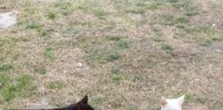 Da li crne mačke zaista donose lošu sreću? Iznenadiće vas ovih nekoliko zanimljivosti o njima!