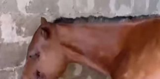 Jezivo iživljavanje nad kobilom u Vlasotincu: Muškarac krvnički udarao životinju čekićem i motkom (UZNEMIRUJUĆI SADRŽAJ)