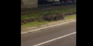 Krdo divljih svinja prošetalo Sarajevom (VIDEO)