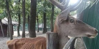 POTPIŠI PETICIJU! KAZNITI ODGOVORNE ZA STANJE ŽIVOTINJA U ZOOLOŠKOM VRTU U BORU