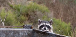 Podvrgnuti su testu inteligencije – uradili su ga na svoj način i oduševili naučnike: Rakuni kao majstori kreativnosti