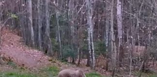 TRADICIJA JE REKLA SVOJE Evo da li su se medvedi u Beogradu uplašili svoje senke i da li je kraj zimi?