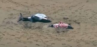 VIDEO Prvi put u 25 godina: Skoro 125 delfina se nasukalo kod Kejp Koda