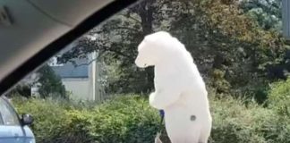 Neobična scena na ulicama Novog Sada – polarni medved na električnom trotinetu (VIDEO)