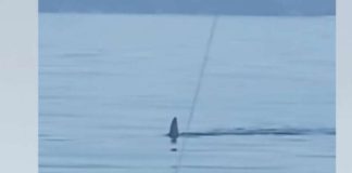 OGROMNA NEMAN UOČENA U JADRANU! Ribari mu se približili, pa ostali u ŠOKU! (VIDEO)