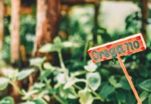 Origano – Prirodni antibiotik iz prirode: Uloga biljke u jačanju imunološkog sistema